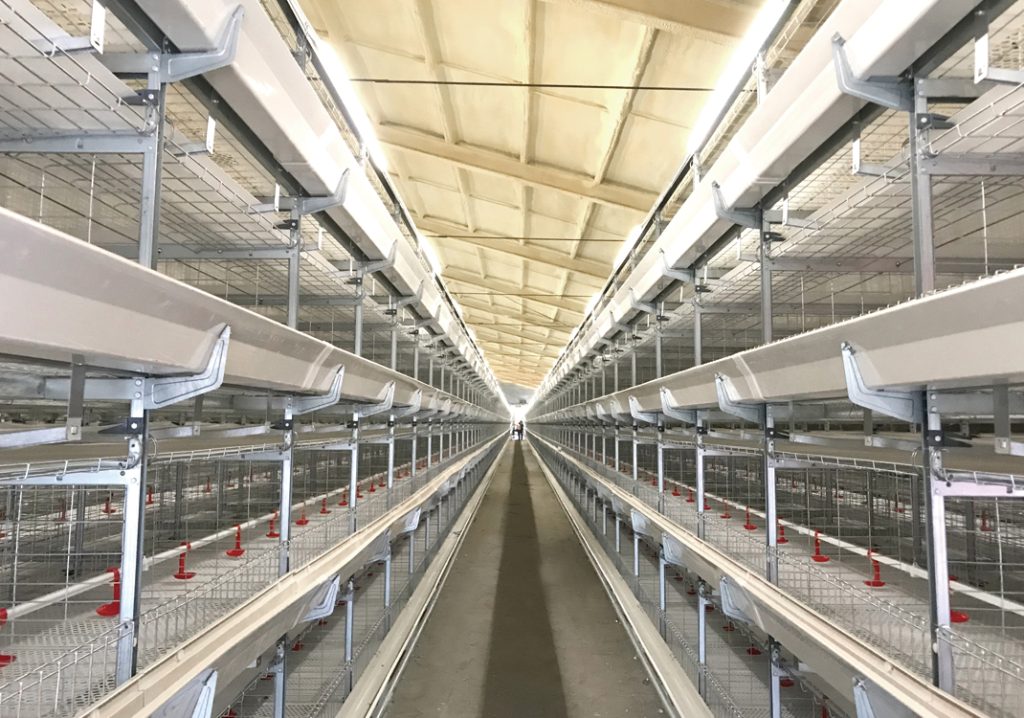 H type broiler cage