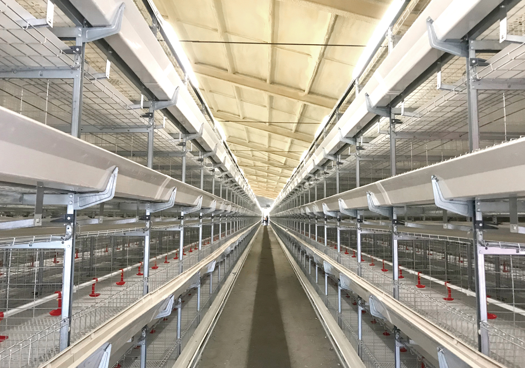 H type broiler cage