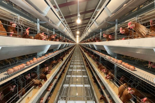500,000 Broiler Farm Solution in Nigeria