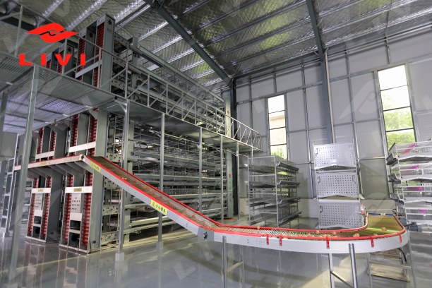 Automatic Egg Collection System