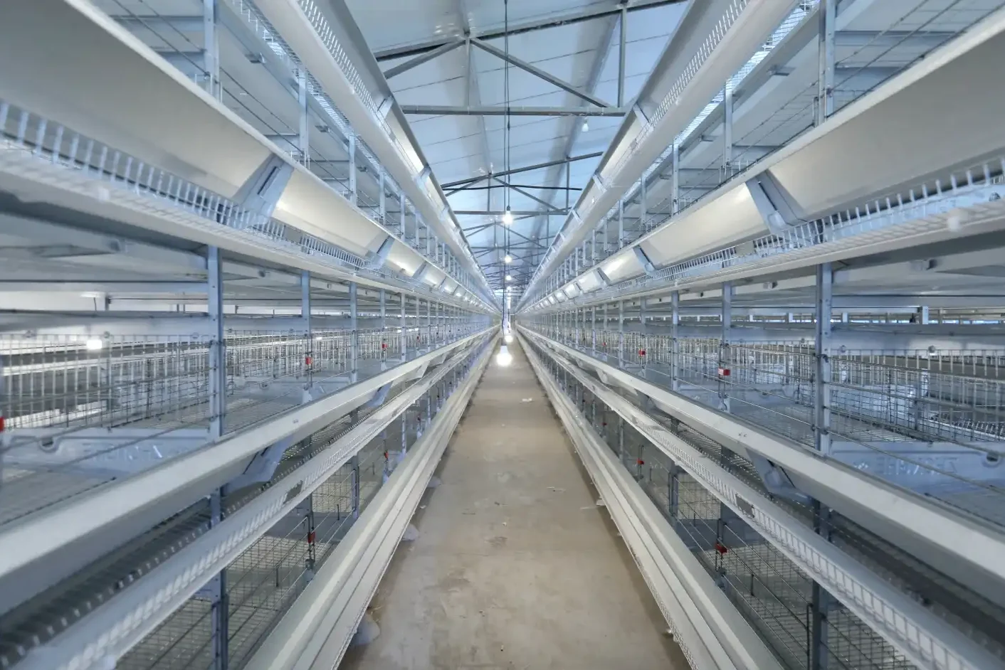 30,000 layers poultry farm project