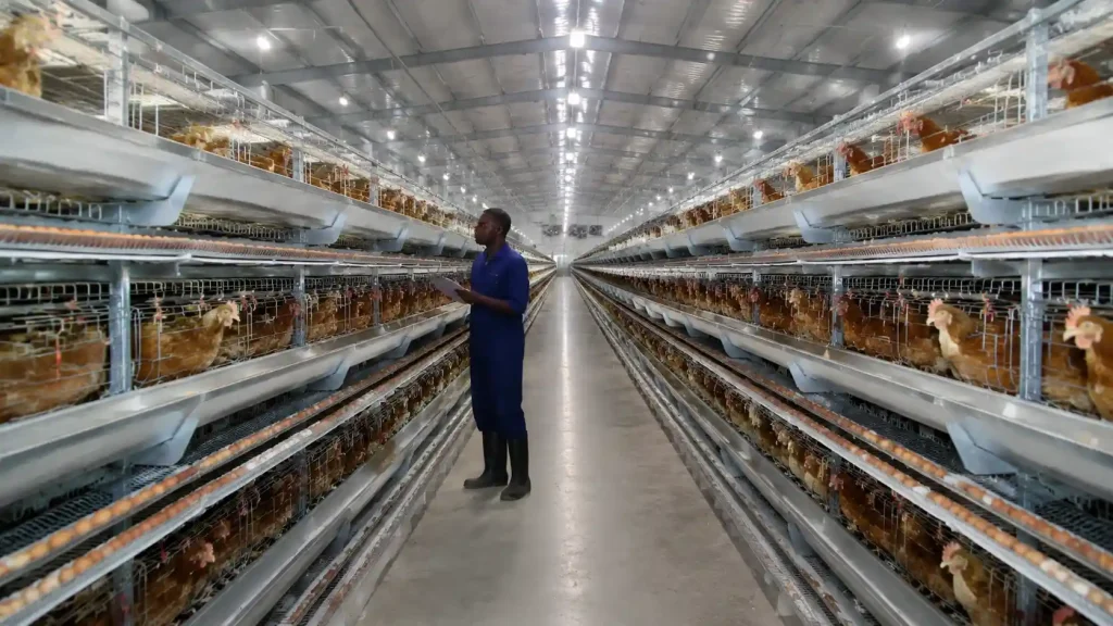 30,000 Layers Poultry Farm Project in Kenya