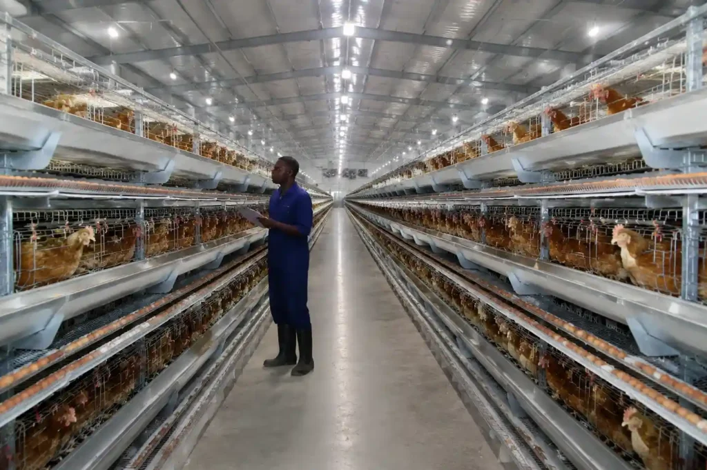 30,000 Layers Poultry Farm Project in Kenya