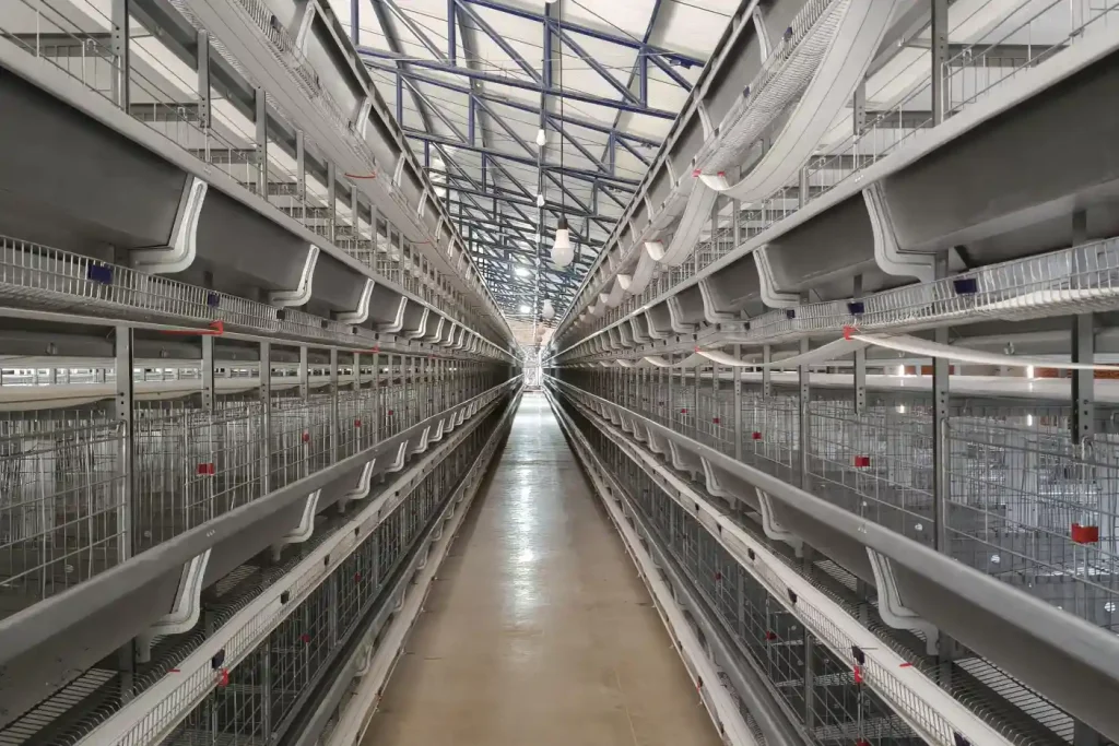 the actual scene of a modernized chicken coop in colombia
