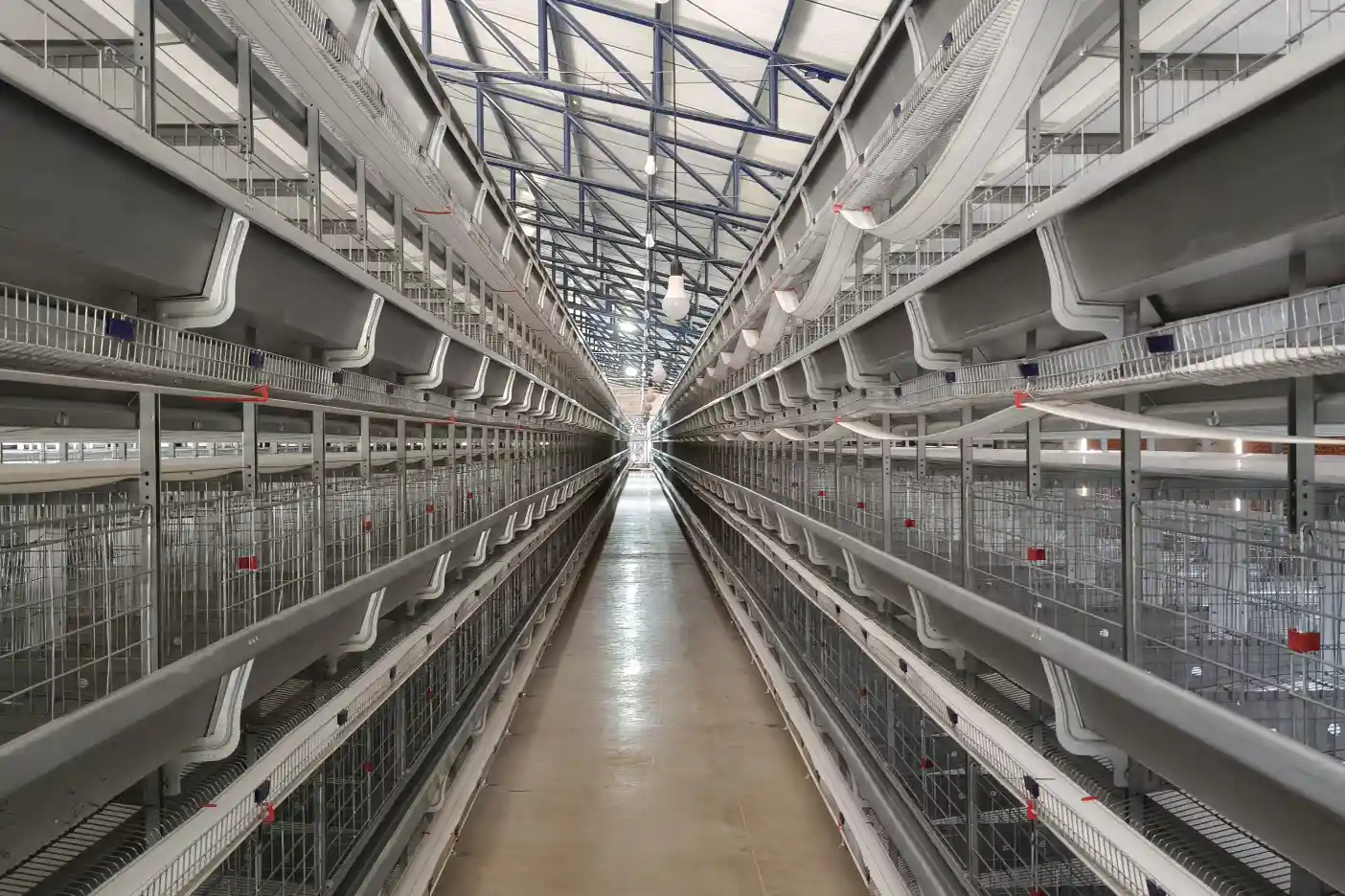 the actual scene of a modernized chicken coop in Colombia