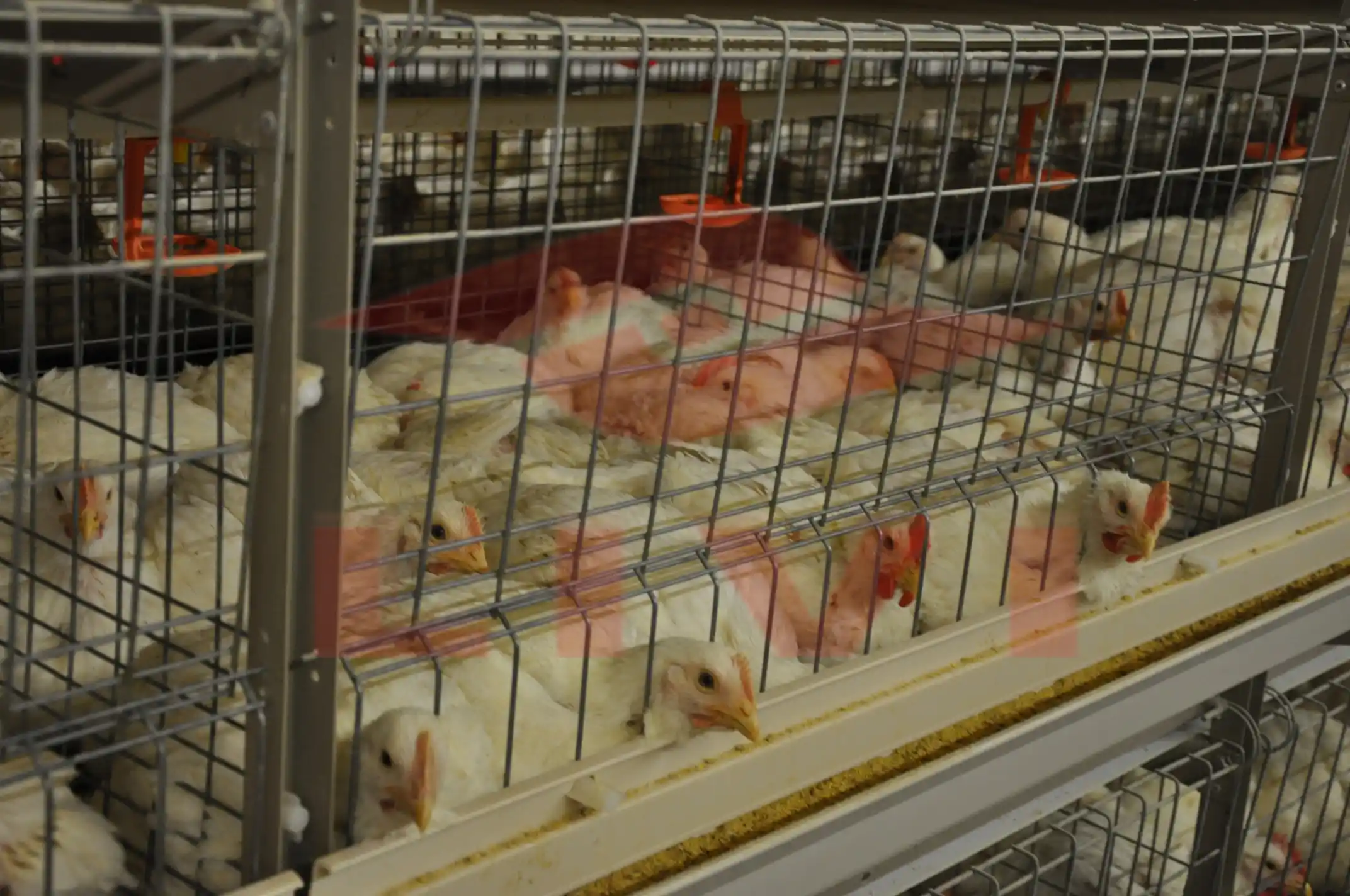 automatic feeding system with chicken
