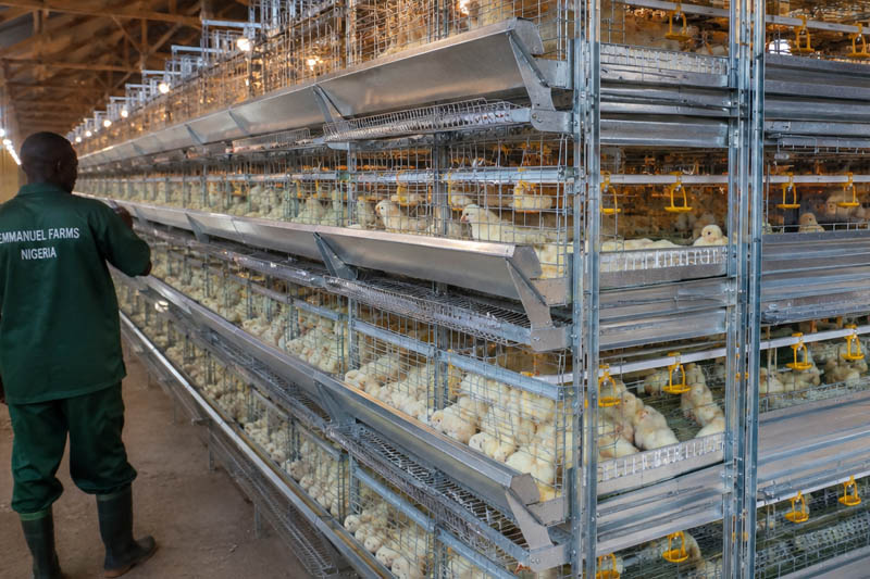automatic poultry brooding farm