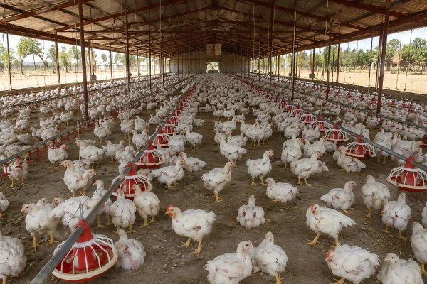 broiler floor rearing farm