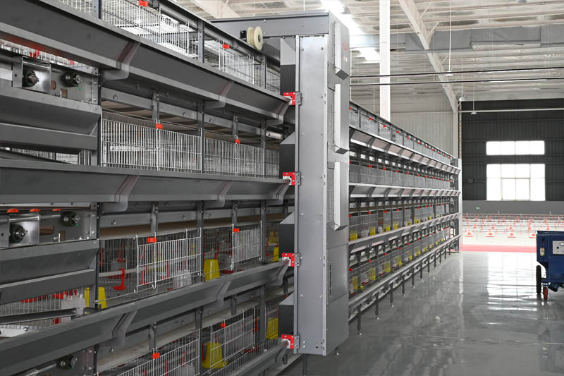 h-type-chick-brooding-cage-mesh-and-door-structure