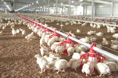 livi broiler pan feeding system for broiler floor rearing