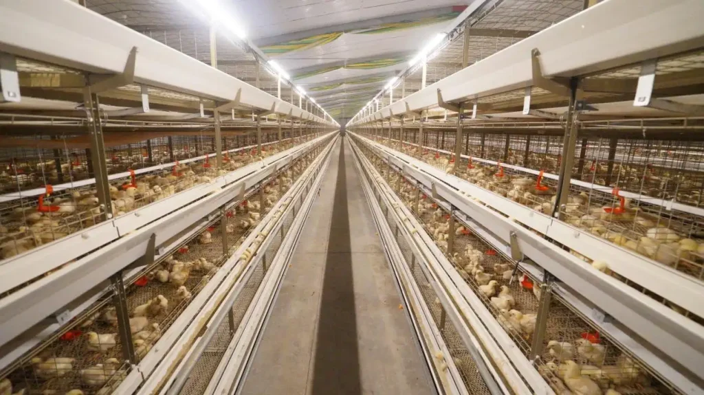 livi h-type broiler cage system for commercial broiler farms