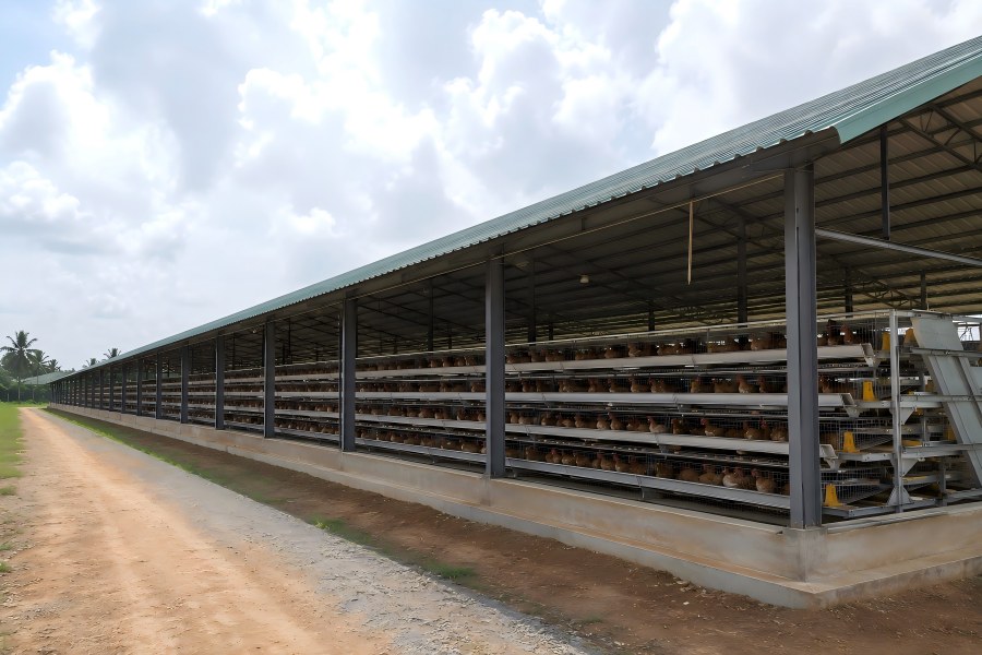 nigeria 20000 layer commercial farm