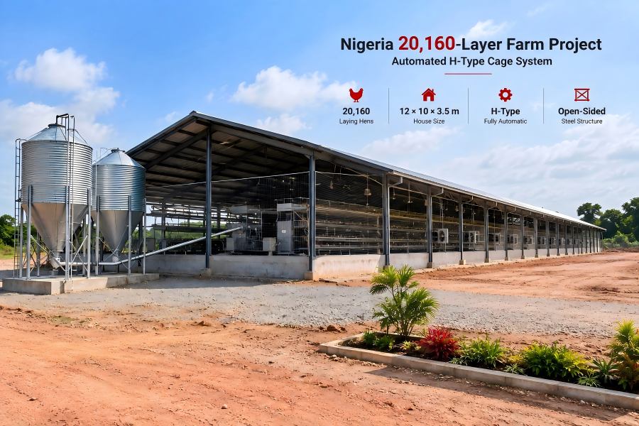 Nigeria 20,160 layer poultry farm with open-sided steel poultry house