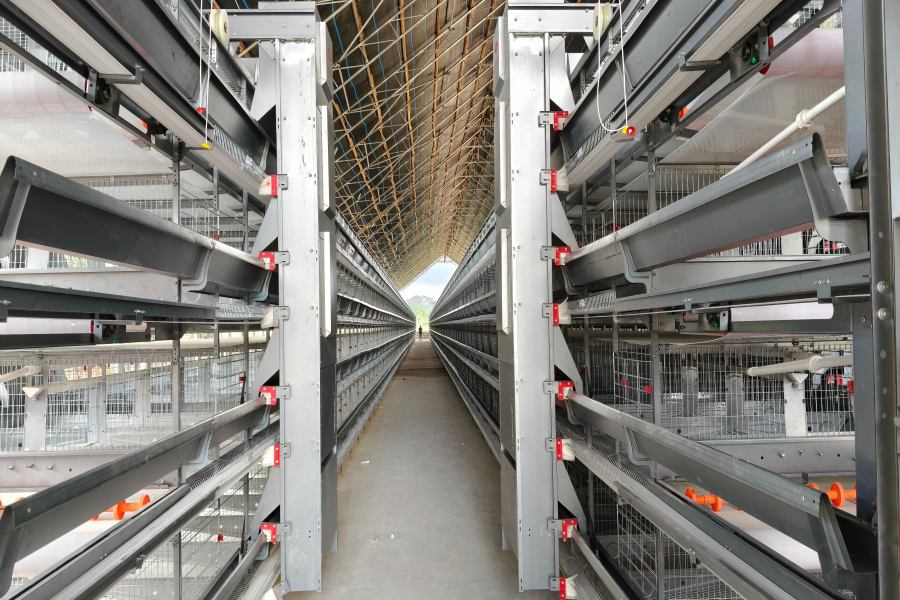 automatic feeding system installation for H-type layer cages in Ghana