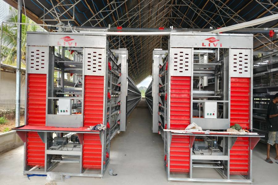 central automatic egg collection system for Ghana 11,904 layer farm
