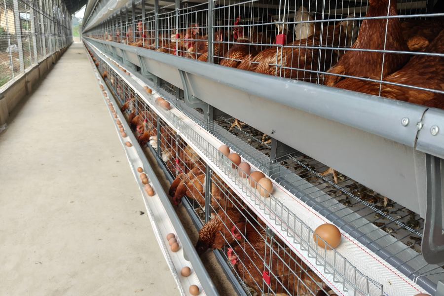 completed H-type layer cage system for 11,904 hens in Kumasi Ghana