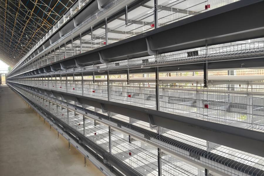 interior installation view of Ghana 11,904 layer poultry house