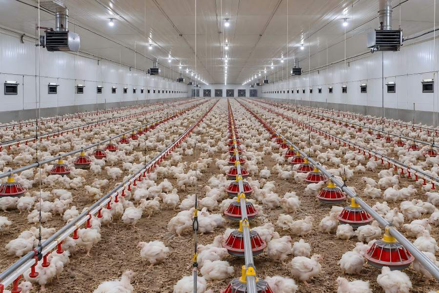 broiler floor-rearing house in Kyrgyzstan with feeding and nipple drinking lines