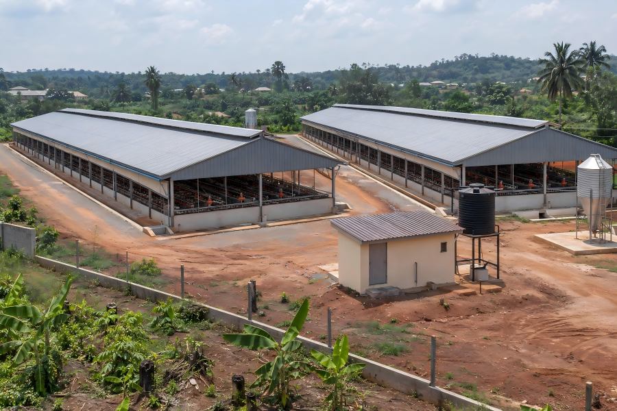 Nigeria commercial layer farm with two 10,000-bird poultry houses