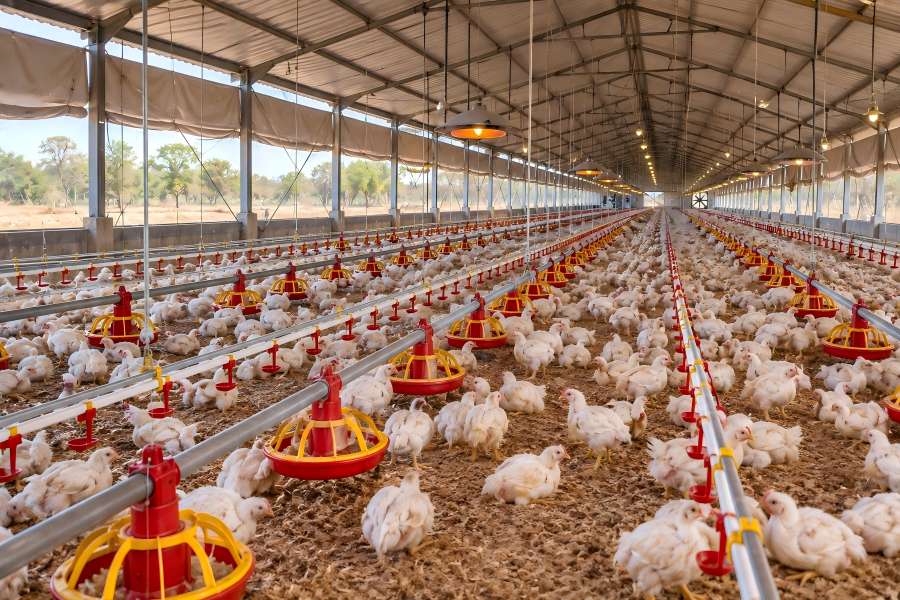 open-sided 30,000-broiler floor-rearing house with automatic feeding and nipple drinking in Zimbabwe