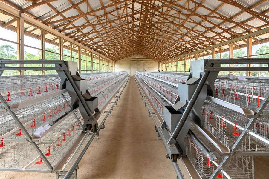 Uganda 40000 layer and 10000 pullet poultry farm project with A-type cages in five open-sided houses
