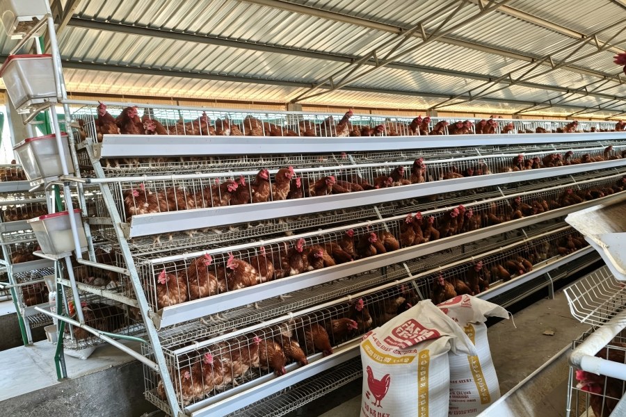 A-type layer chicken cages in the 126720-layer poultry farm expansion project in Narok Kenya