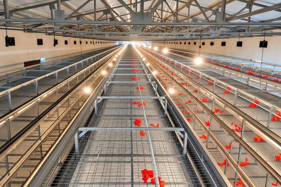 H1200 H type pullet rearing cage system for 36000 birds in Ndola Zambia