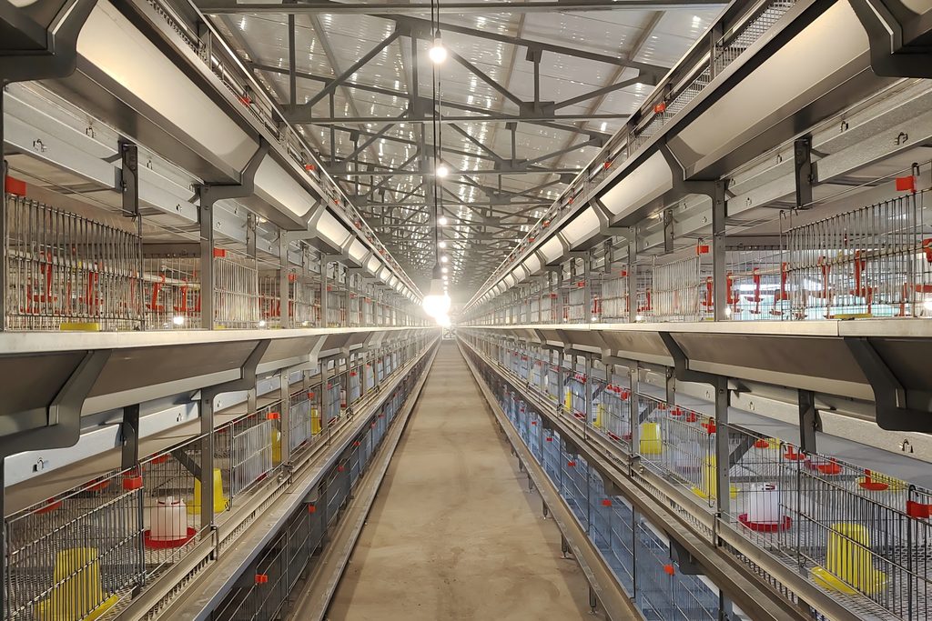 H1200 H type pullet rearing cage system for 36000 birds in Ndola Zambia