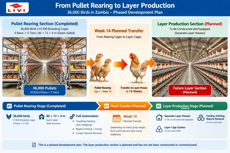 Zambia 36000 pullet rearing project showing planned flock transfer at 14 weeks and future layer farm expansion